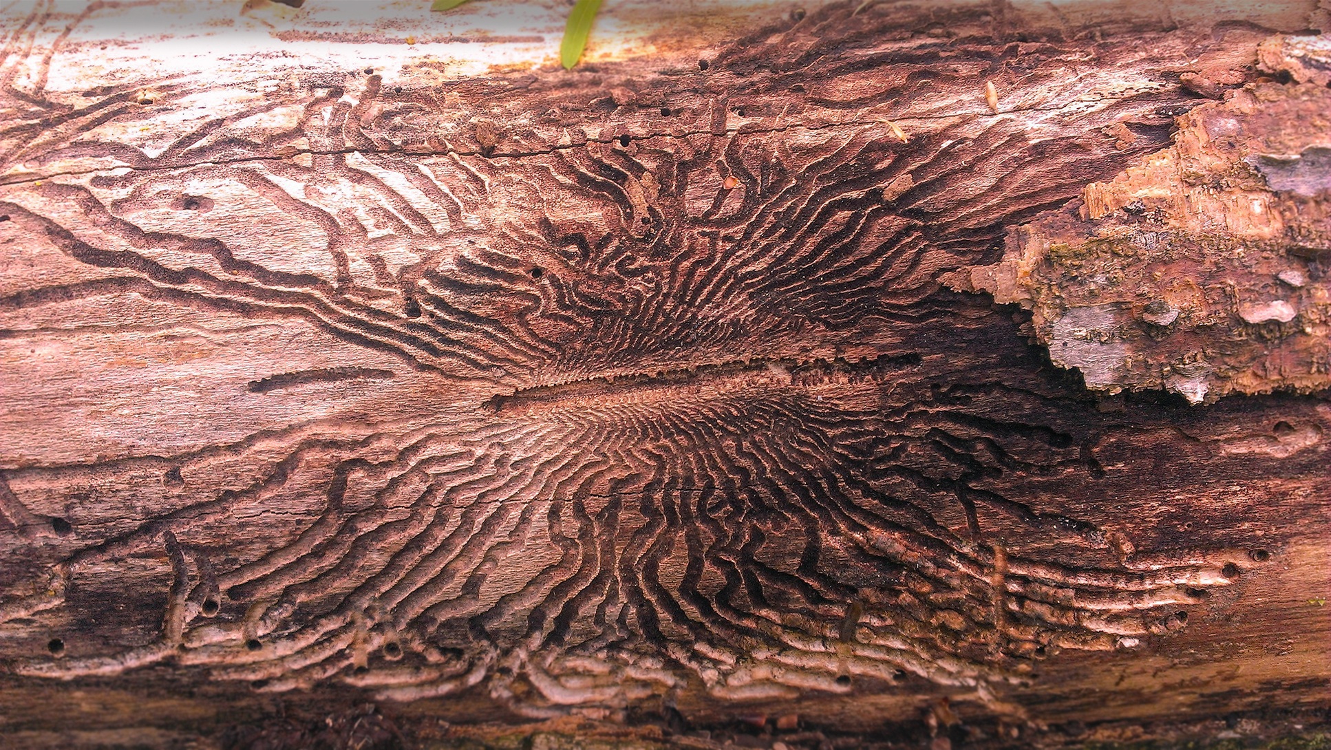 Example of emerald ash borer beetle damage in an ash tree.